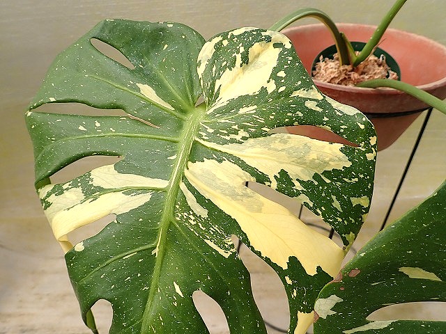 モンステラ デリシオーサ イエローモンスター 丸葉 (Monstera