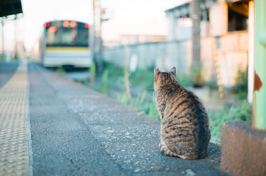 連載コラム】安価でも充分楽しめるオールドレンズ「Nikon Ai NIKKOR