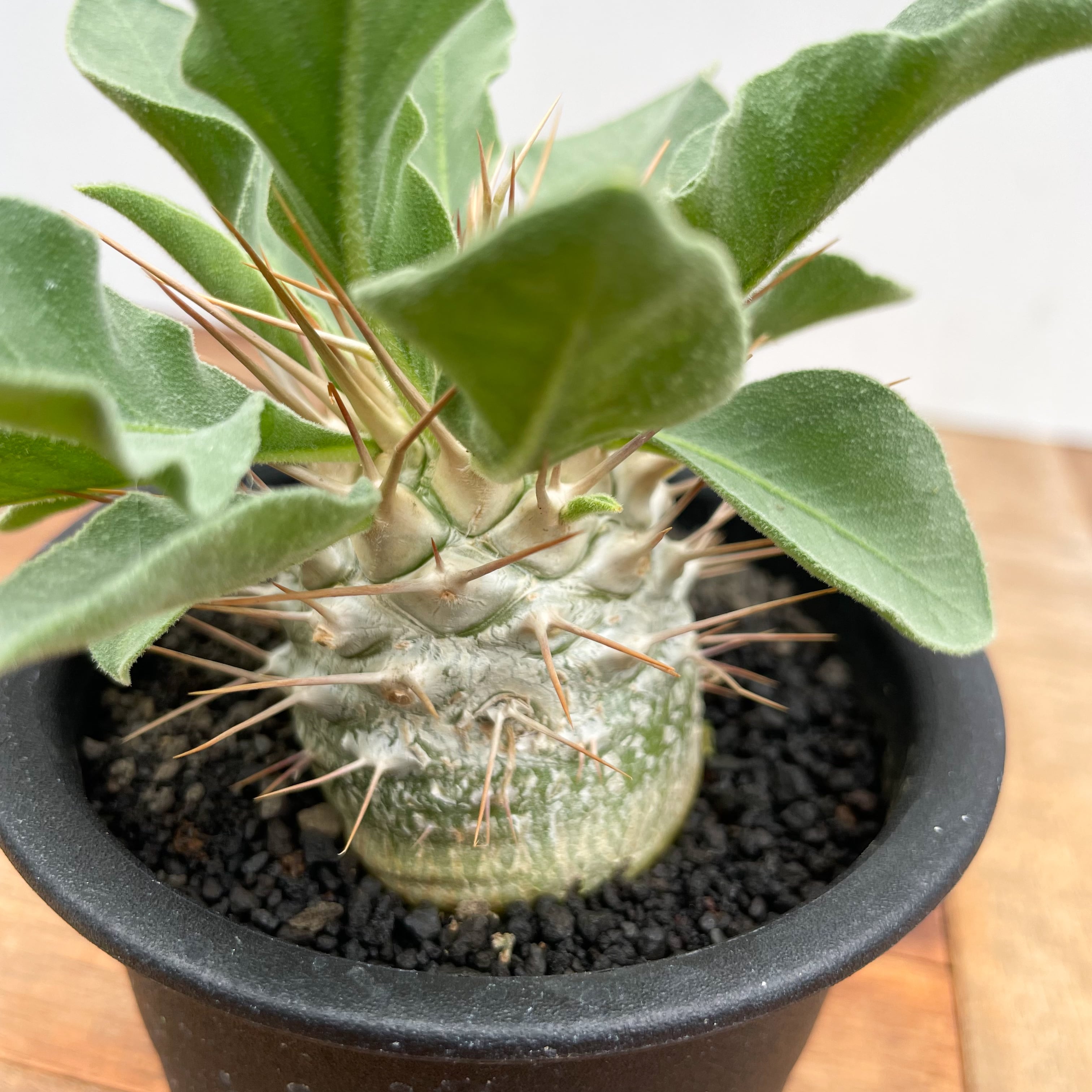 Pachypodium namaquanum【パキポディウム・ナマクアナム・光堂・実生