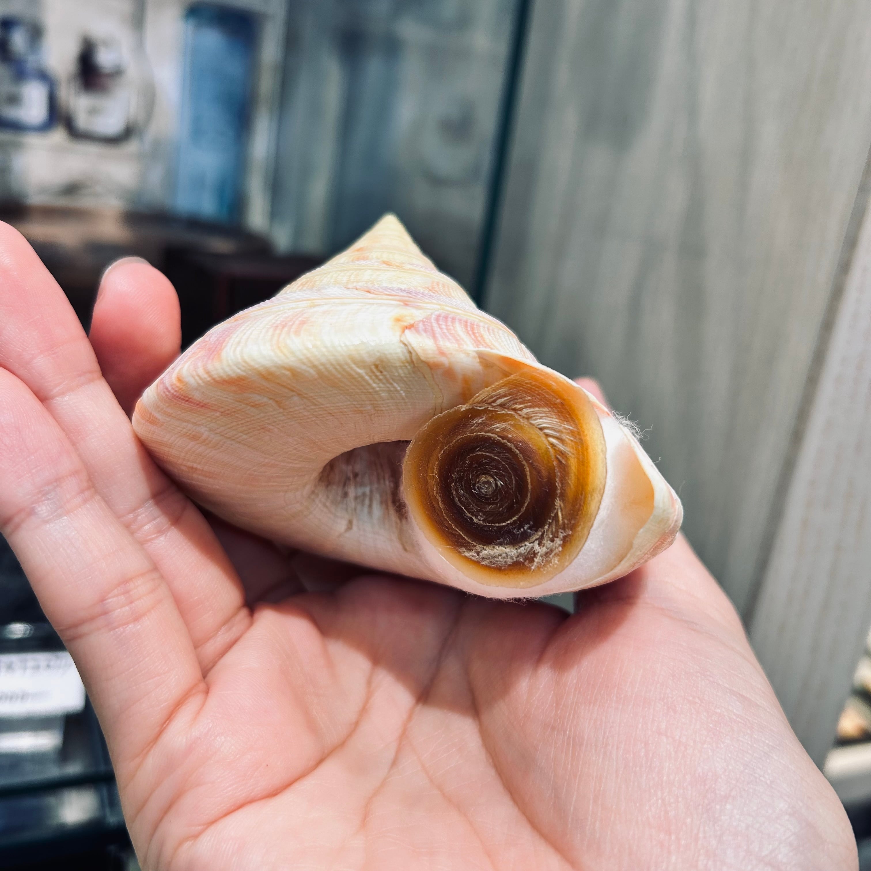 ケ*キ様 激レア 美品 東シナ海産 リュウグウオキナエビス ケ*キ様 激