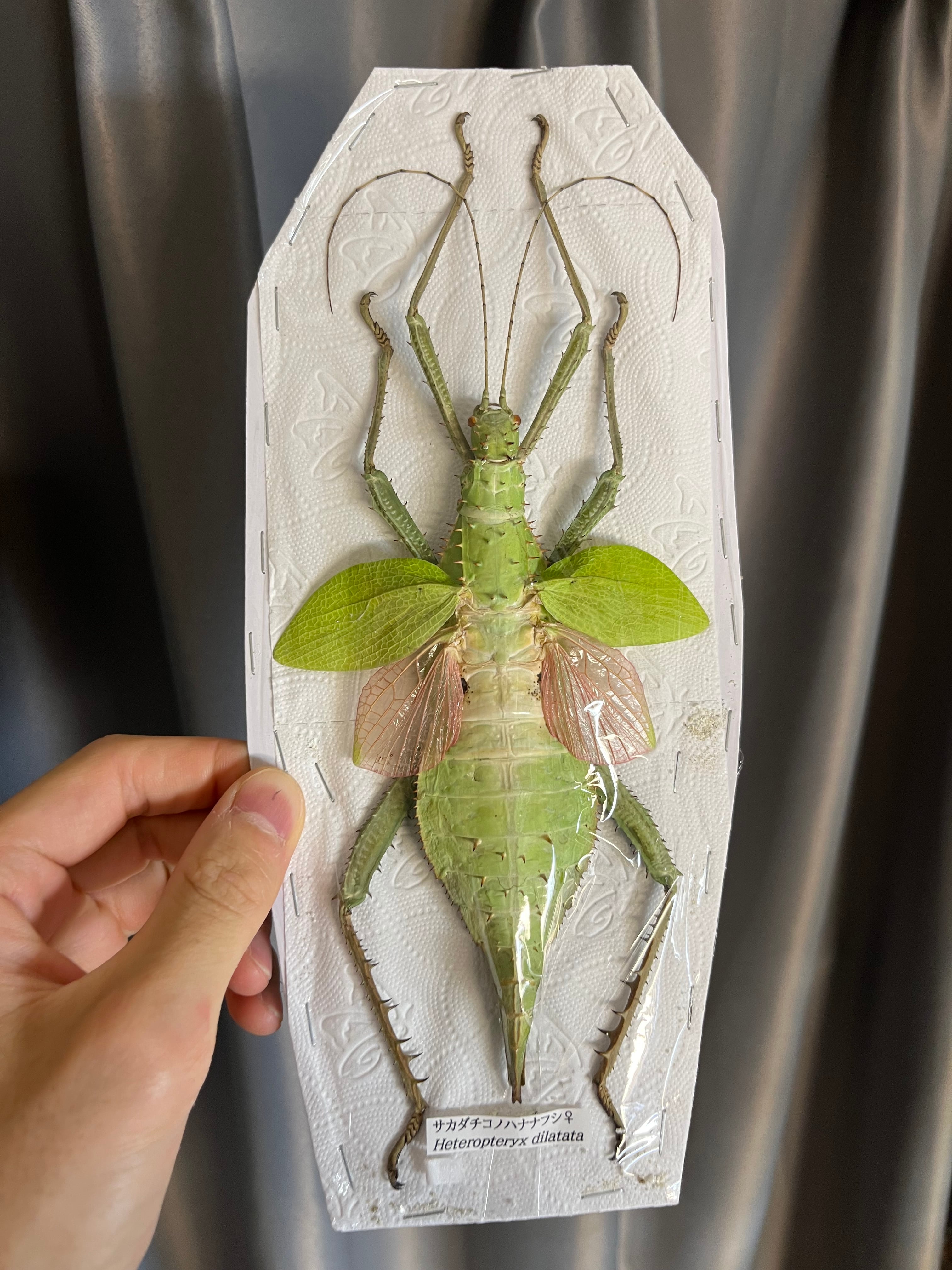 サカダチコノハナナフシ9匹セット＋ ギガンティアナナフシ一匹 標本箱