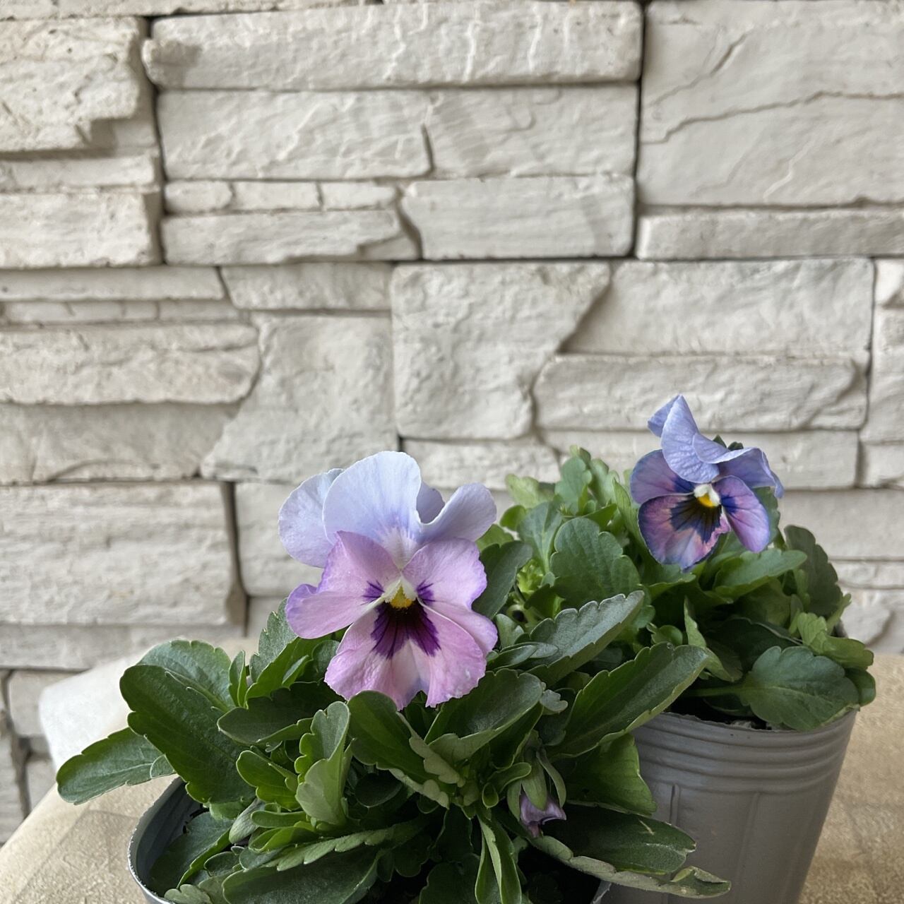 見元園芸オリジナルビオラ ふわふわ金魚ちゃん 3寸ポット | 橋本種苗園