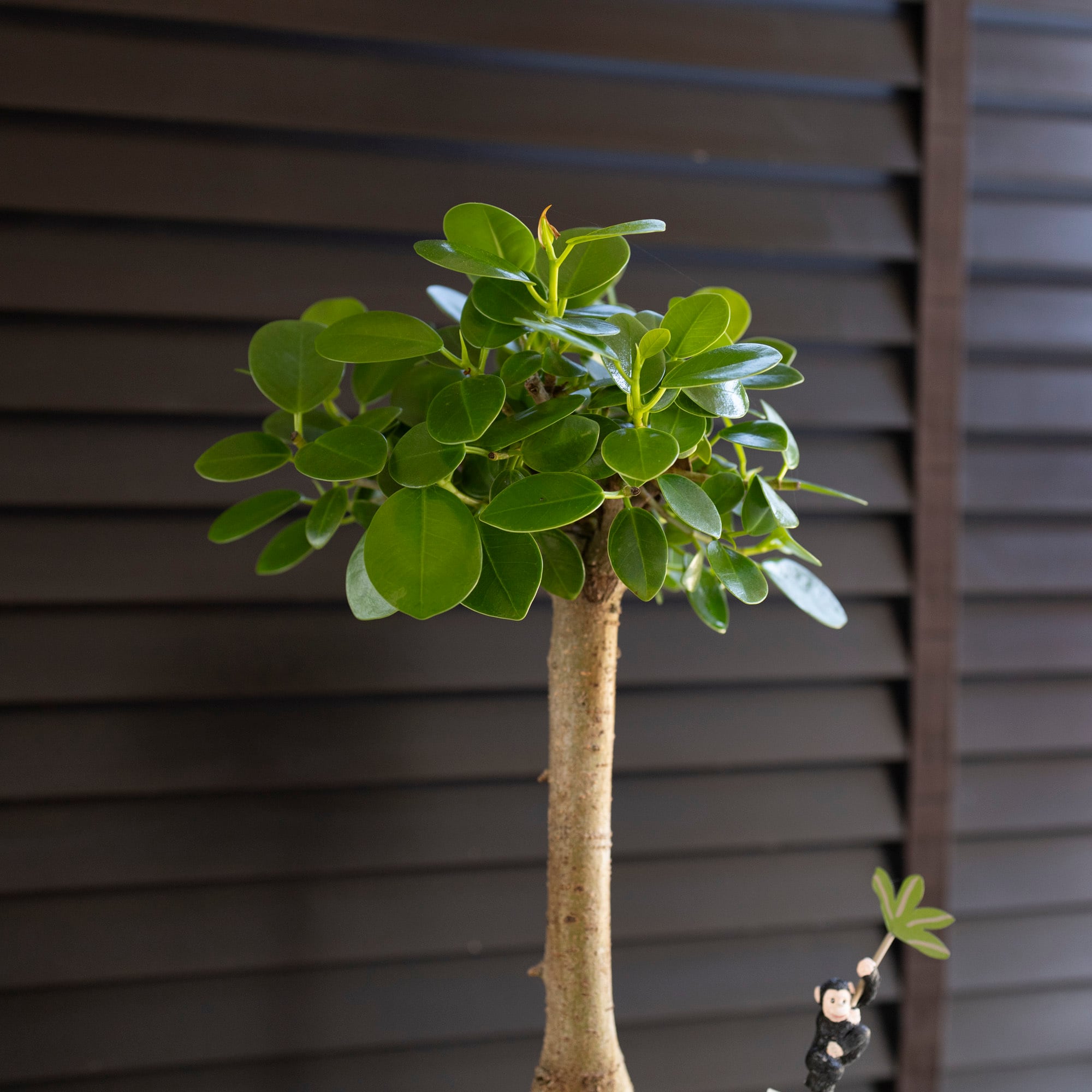 パンダガジュマル 接ぎ木 6号 陶器鉢 ピック付 観葉植物 ガジュマルの