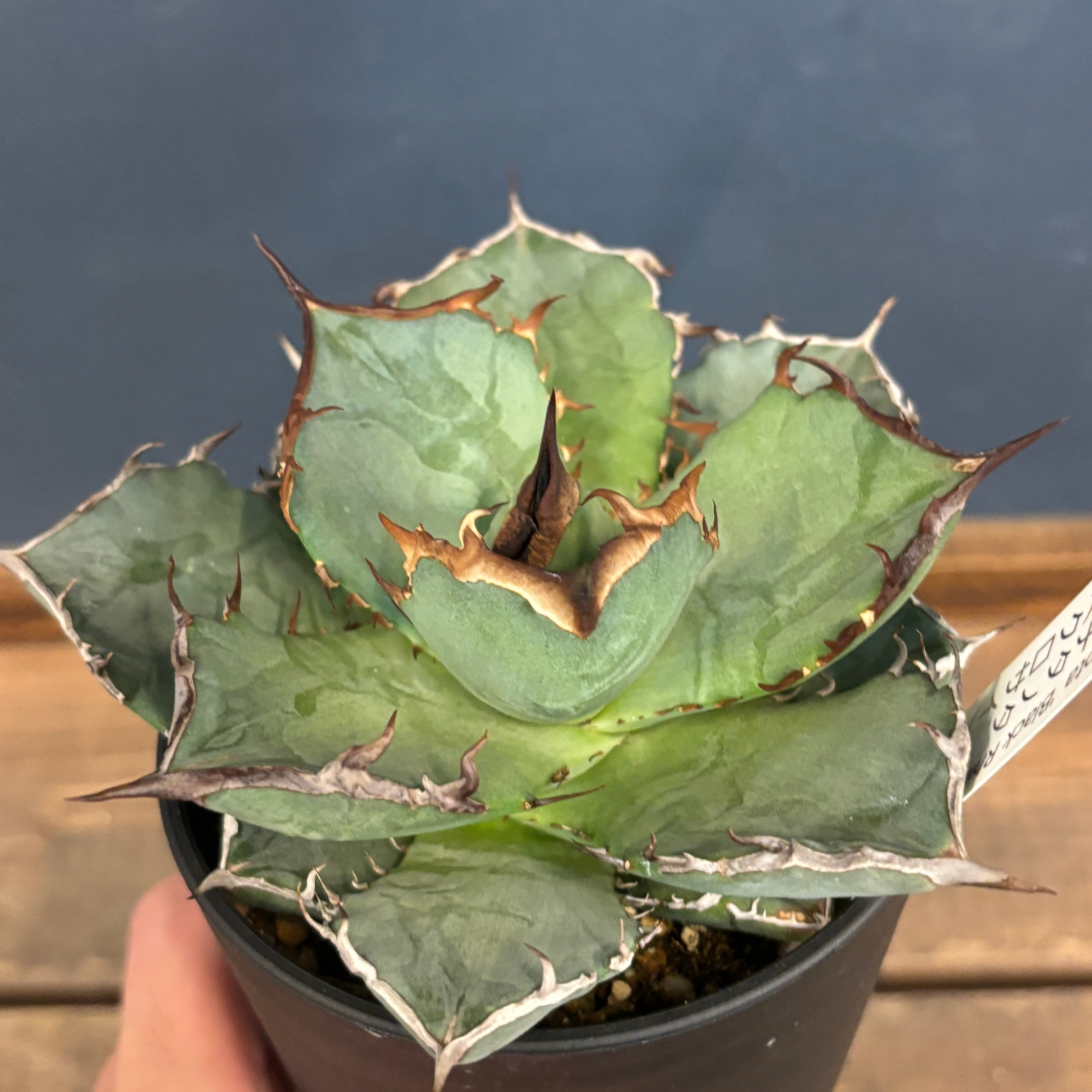 アガベ チタノタ 黒犀牛【324】 | PROTOLEAF プロトリーフ