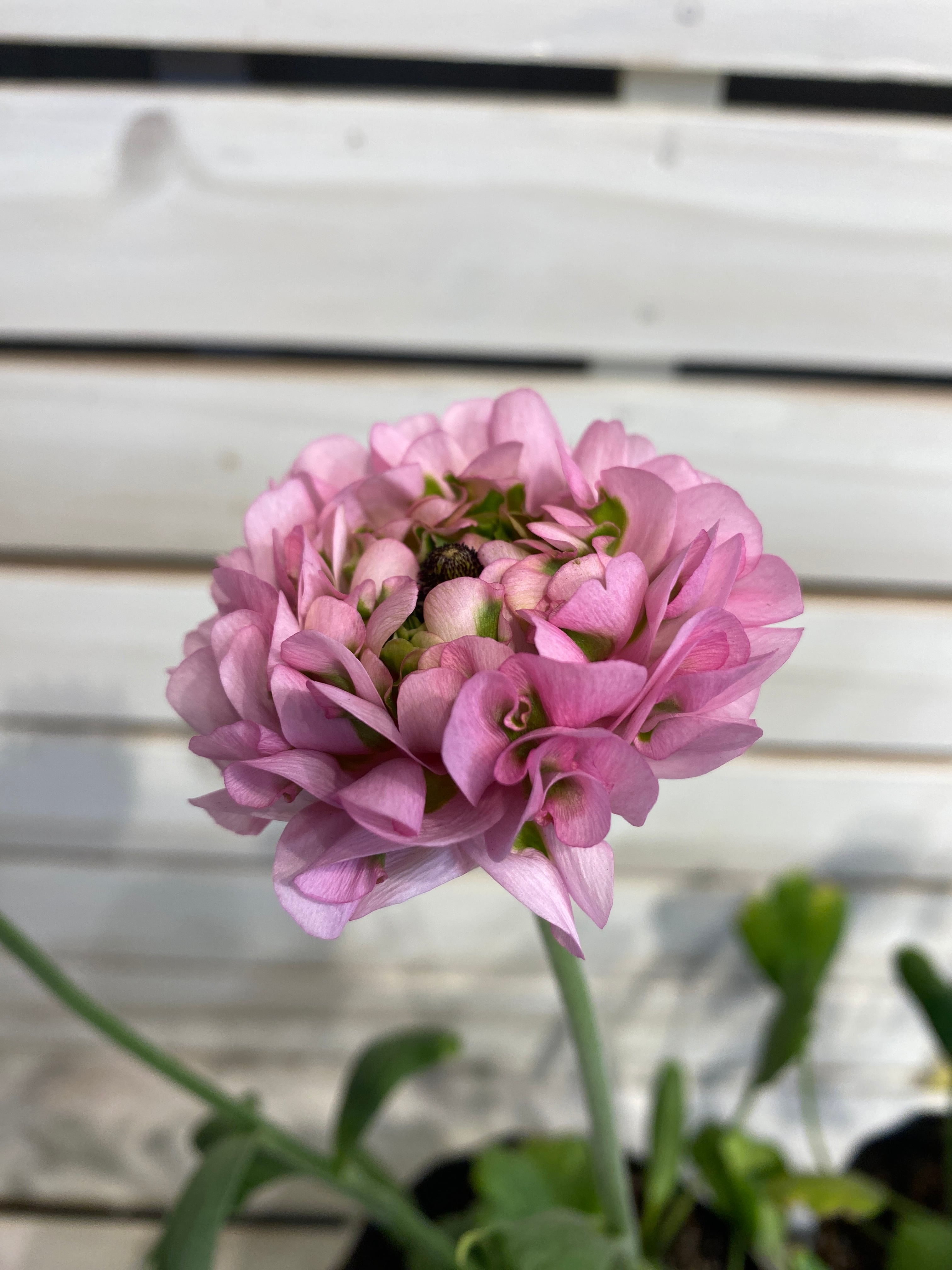 ◎ ※ラナンキュラス ポンポン ハーマイオニー 5寸鉢【現物撮影2024