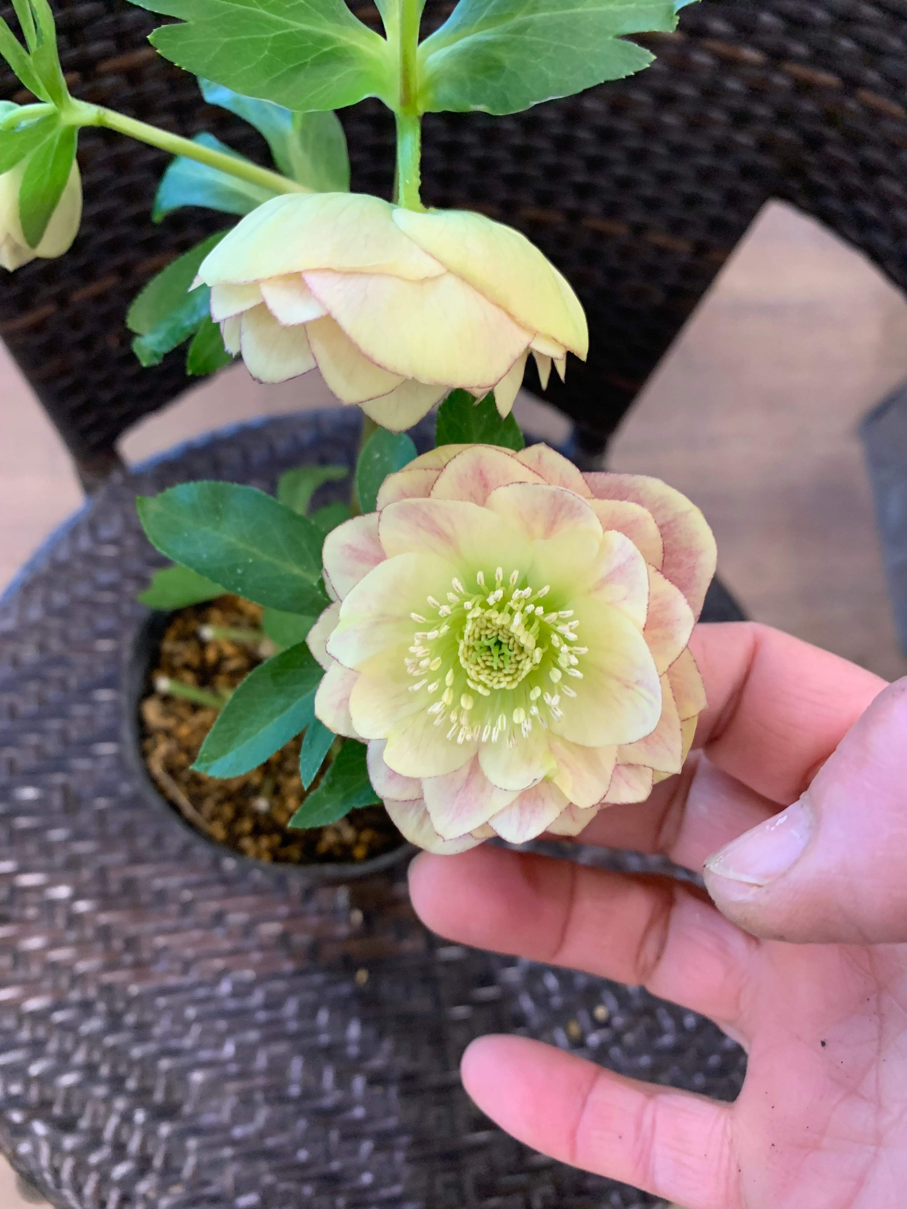 希少‼️⑥加藤農園さんのクリスマスローズ イエロープリマヴェーラ