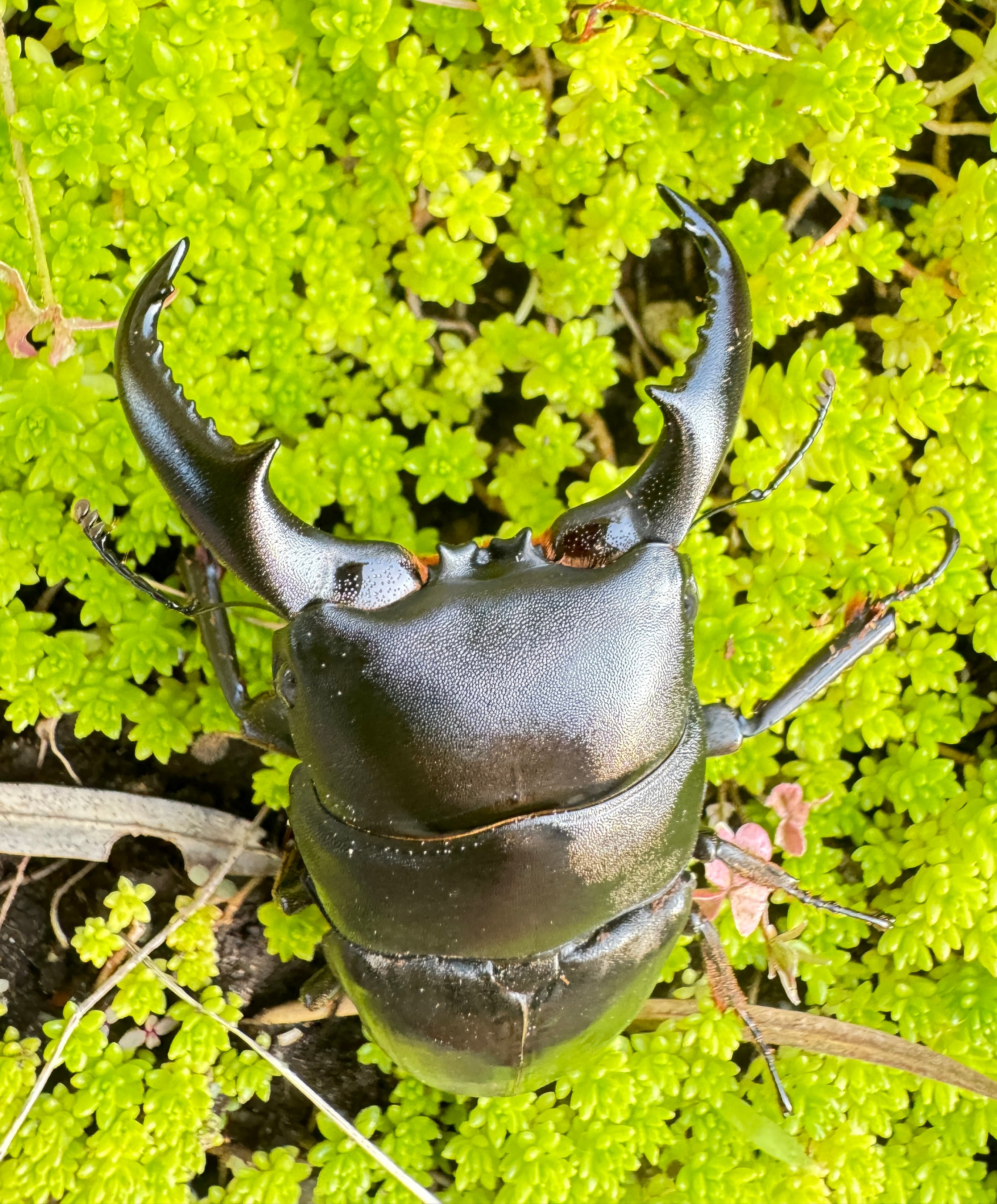 超特大70mm 野外品 アマミヒラタクワガタ♂ 稀少【特大】 アマミ