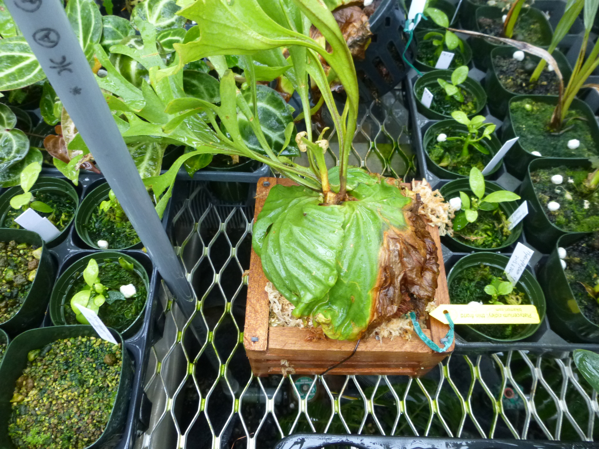 ビカクシダ購入後レビューはこちらにどうぞ。 ビカクシダの森