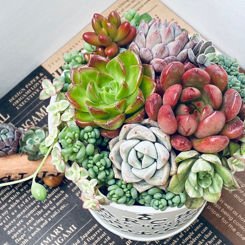 そのまま飾れる】多肉植物 寄せ植え ..＊5＊.. 多肉植物 Dia Lily 通販