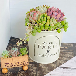 そのまま飾れる】多肉植物 寄せ植え ..＊ 13 ＊.. 多肉植物 Dia Lily