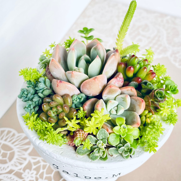そのまま飾れる】多肉植物 寄せ植え ..＊ 3 ＊.. 多肉植物 Dia Lily