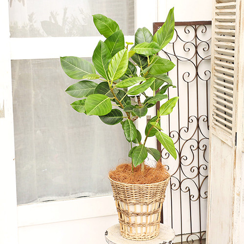 送料無料 観葉植物 フィカス アルテシマ サスティナブルナチュラル