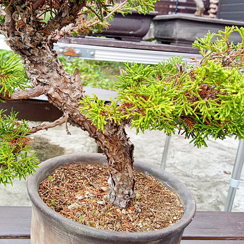 勘助 真柏 樹齢11年 中品盆栽 鉢付き 盆栽 松工房 -Pine Workshop