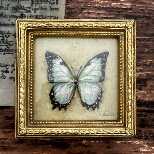モルフォ蝶の小さな絵 - Morpho theseus juturna- /原画 アンティーク
