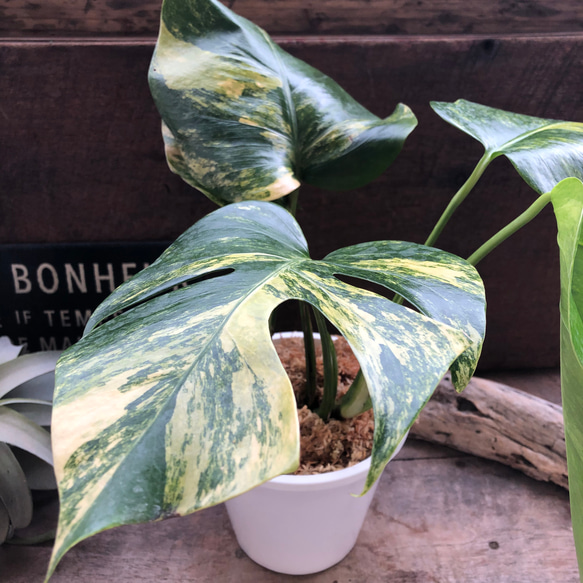 モンステラ ボルシギアナ オーレア♡希少♡観葉植物♡黄斑入り アート