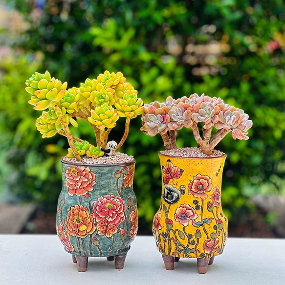 お買い得 早い者勝ち 2026 超豪華 12品種 多肉植物福袋 多肉植物 愛