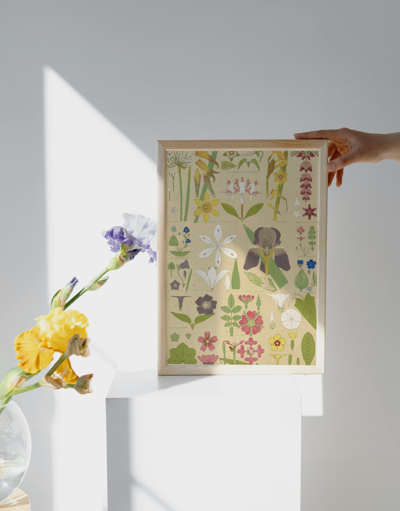 植物図鑑の花柄アートポスター☆ボタニカルナチュラルカラフル可愛い