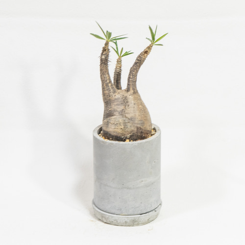 ≪ レア植物 ≫癒しのコーデックス・グラキリスの鉢植え（現地株／発根