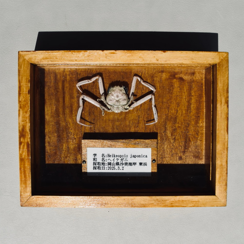甲殻類標本箱 インテリア雑貨 蟹 ガラス蓋付き その他インテリア雑貨