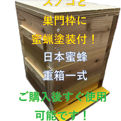 板厚33mm 日本蜜蜂 巣箱 重箱 待ち箱 ニホンミツバチ 木材・板 日本