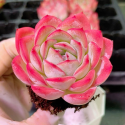 お買い得 早い者勝ち 2026 超豪華 12品種 多肉植物福袋 多肉植物 愛