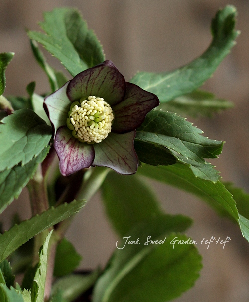 素敵なタイム・原種クリスマスローズ『クロアチカス』 - Junk-sweet