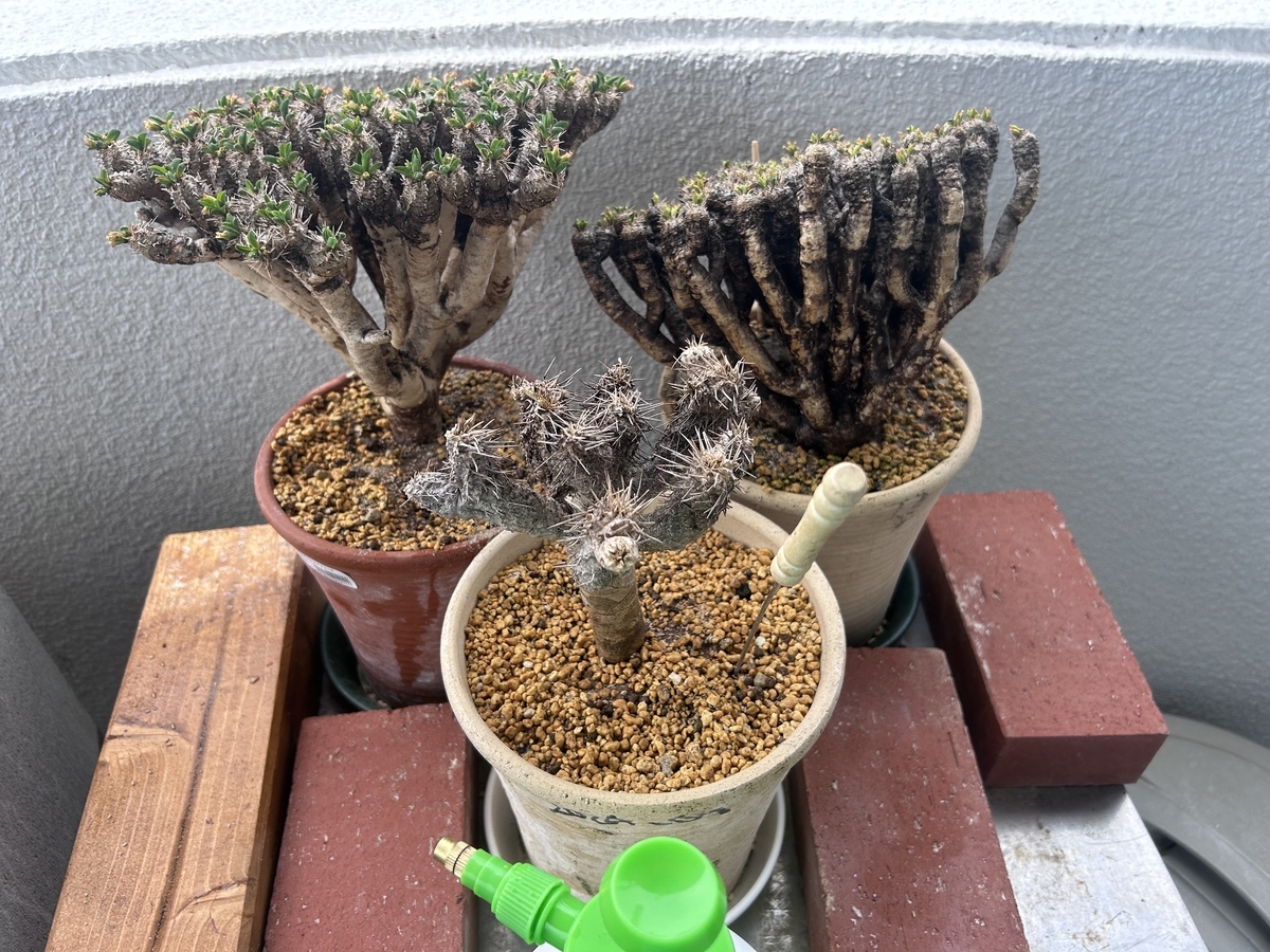 ユーフォルビア・ギラウミニアナ 現地球育ててみる⑤ 2025年（春