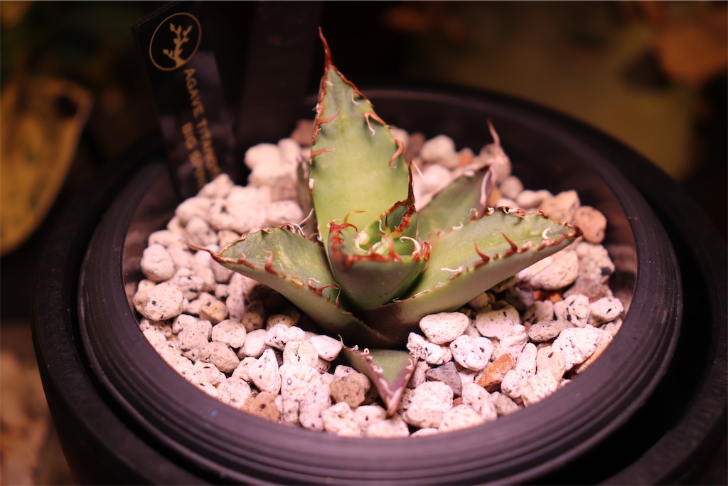 アガベ チタノタ BIG SPINE Agave Titanota BIG SPINE(1) | THE PLANTS