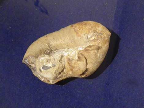 耳の骨のなぞ - 戸隠地質化石博物館の日記