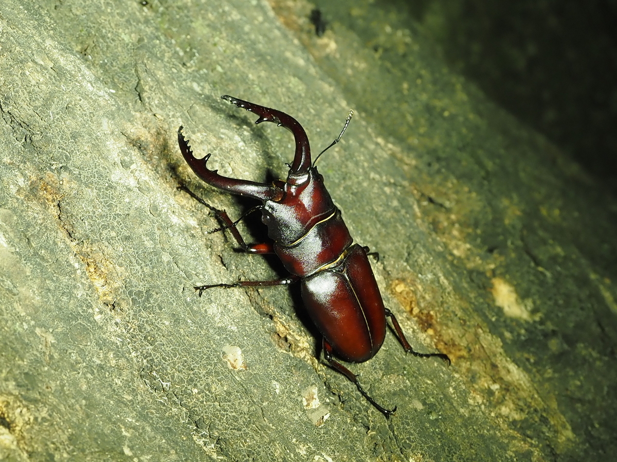 クワガタ・カブトムシ採集の基礎。成果を上げる探し方と道具などの