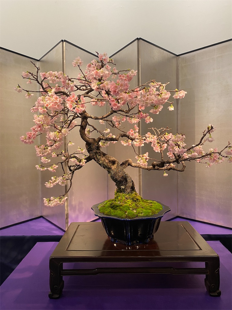 第98回国風盆栽展 後期 - BONSAIちえ