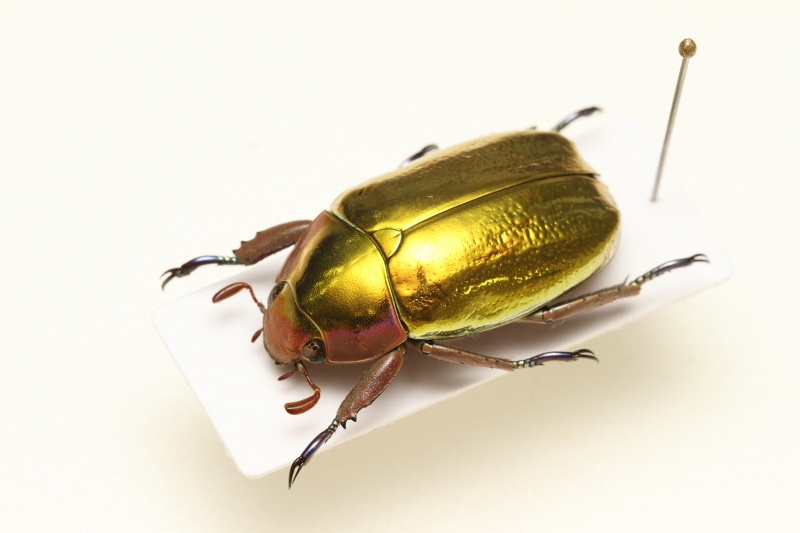 昆虫標本販売中 - うみねこ博物堂