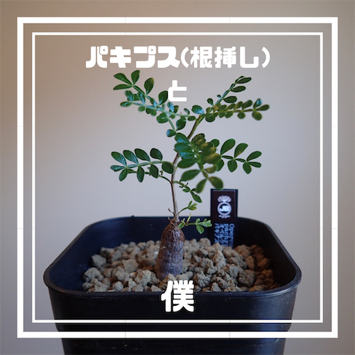 オペルクリカリア・パキプス(根挿し)と僕【誤って取れてしまったパワー