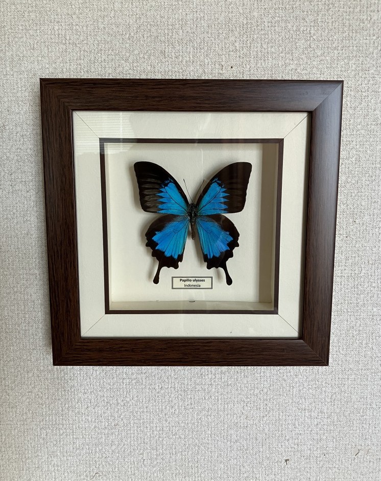 日本に持ち帰った蝶の標本 - ノリオのインドネシア赴任日記