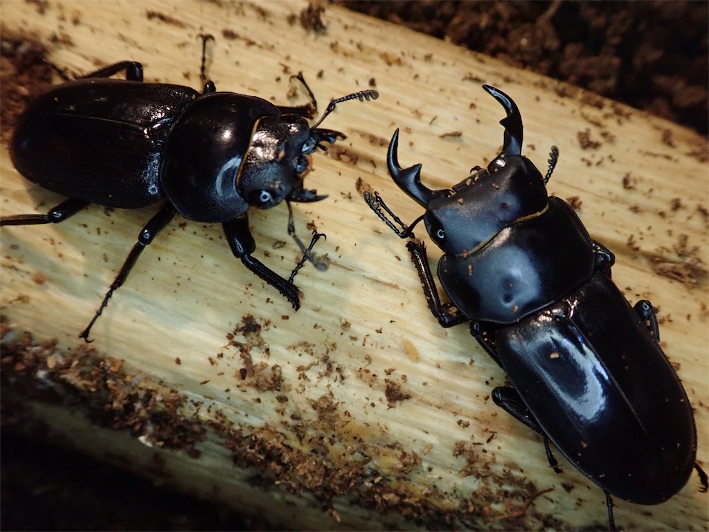 リュウキュウコクワガタ 産卵セット投入 - stag_beetle_japan