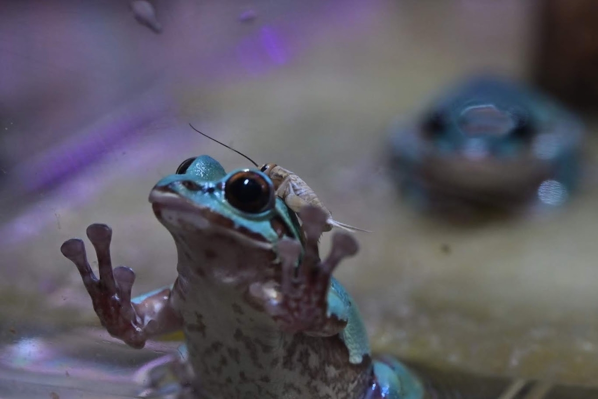 🐸体感型カエル館 KawaZoo❗️ - photo & hobby