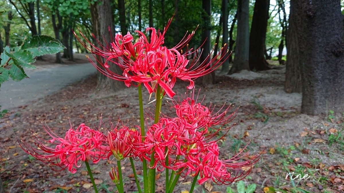 ひがんばな 彼岸花 - GreenJane