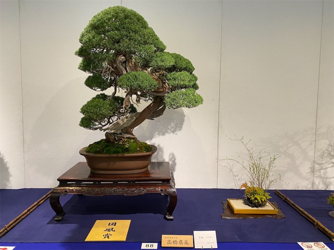 第96回 国風盆栽展 前期 - BONSAIちえ