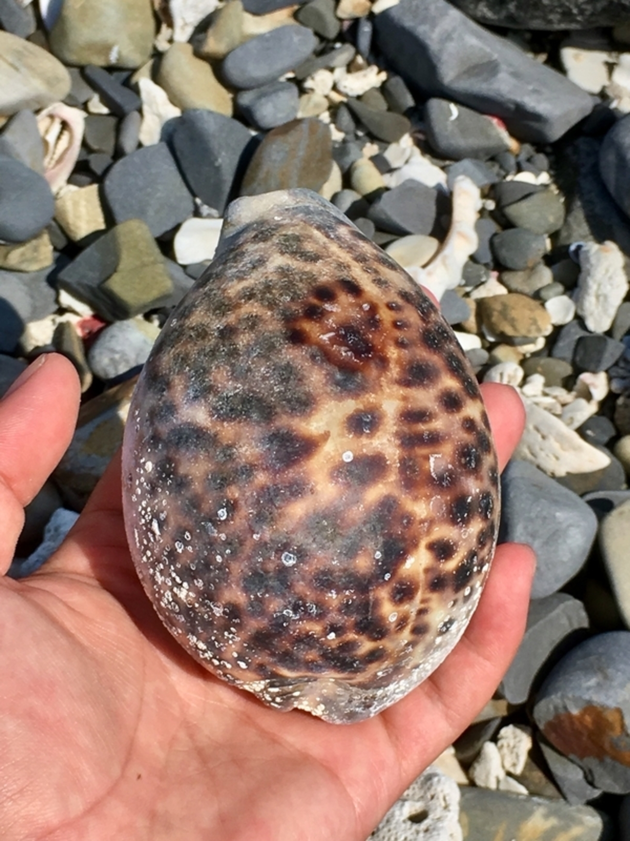 2018.8.28 星が欲しいんです南紀編 - てれさの雑記