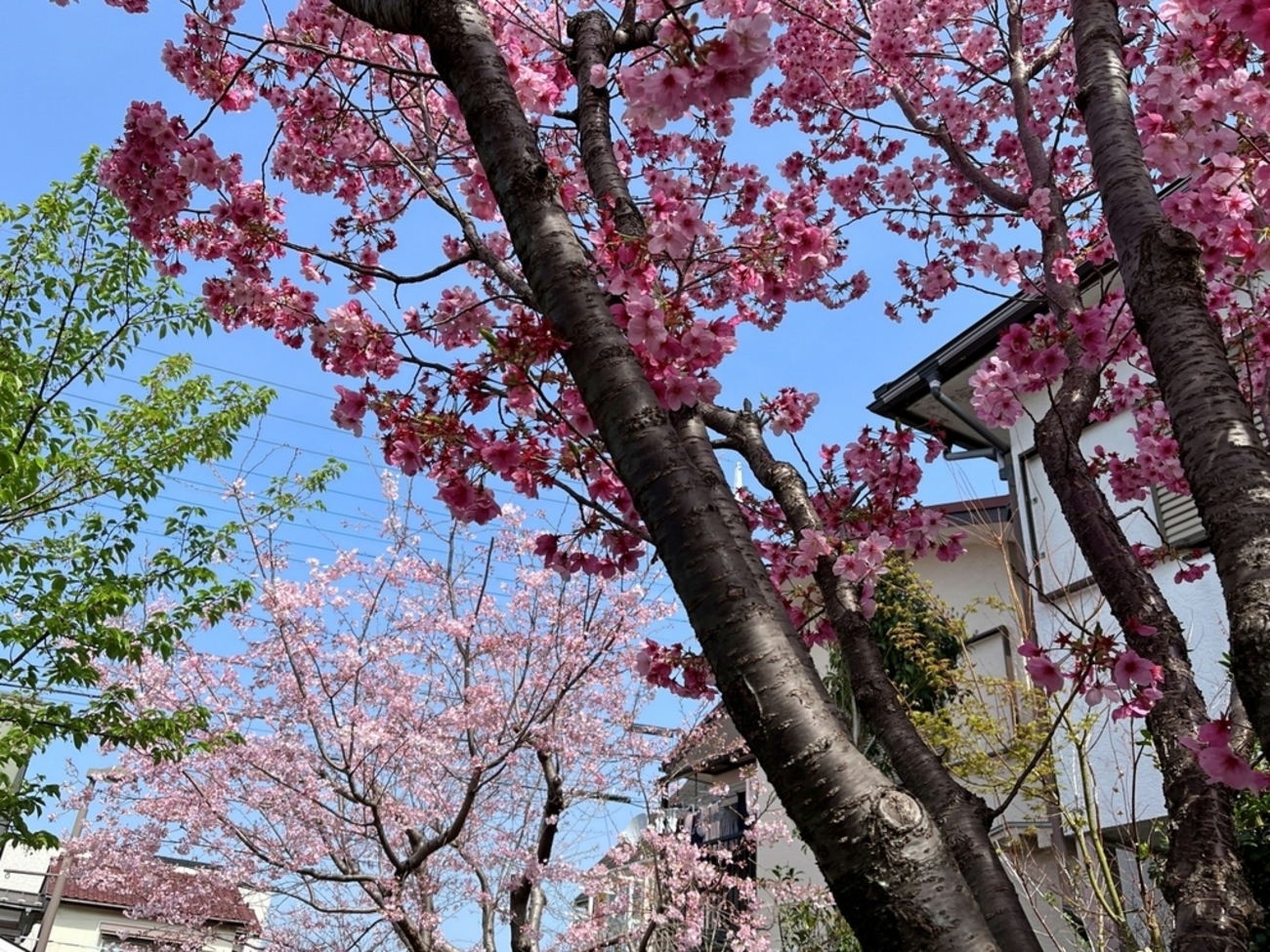 backend=imagemagick;version=1;