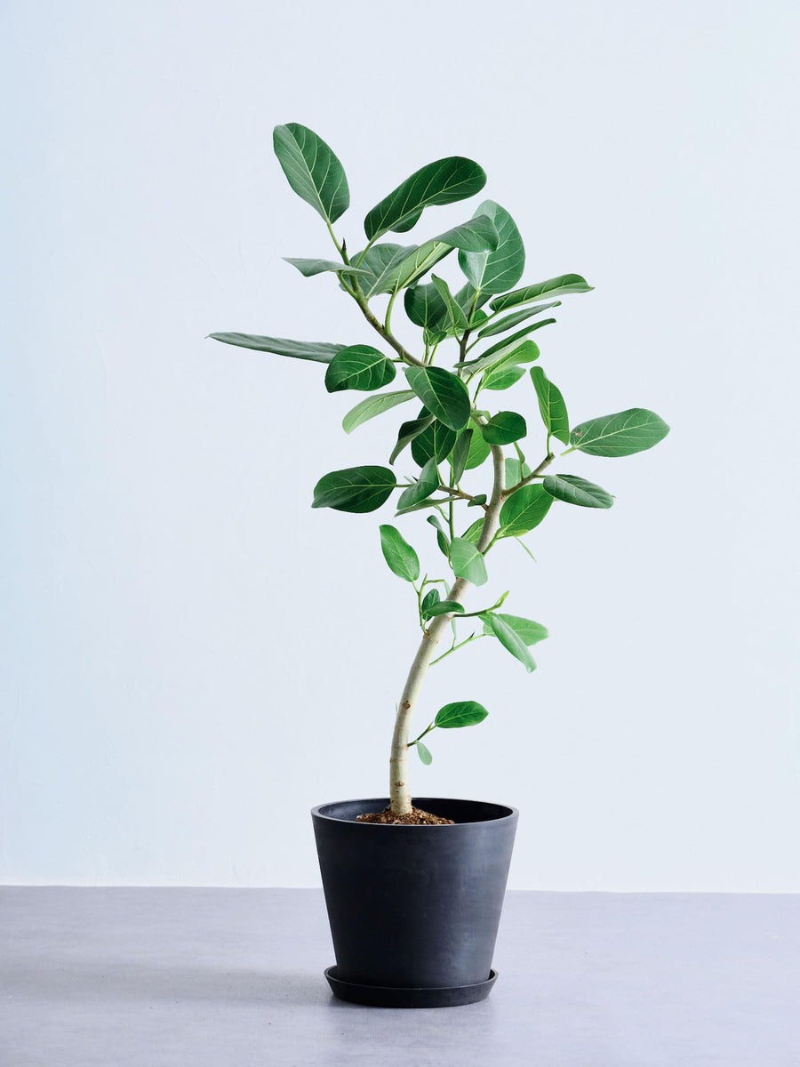 フィカス・ベンガレンシス 8号 | 観葉植物の通販 AND PLANTS (アンド