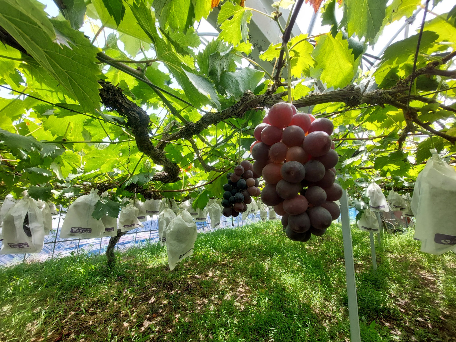 数量限定！門農園の贈答用ピオーネ1kg（2~3房）～ | 5STAR MARCHE