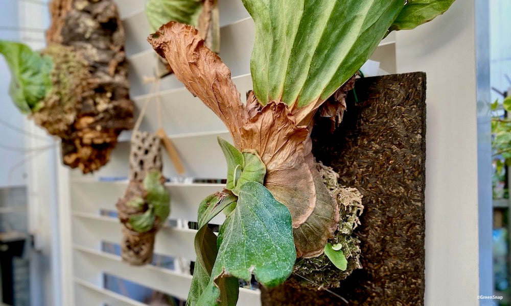 ビカクシダ(コウモリラン)の種類｜希少品種や人気ランキングを解説