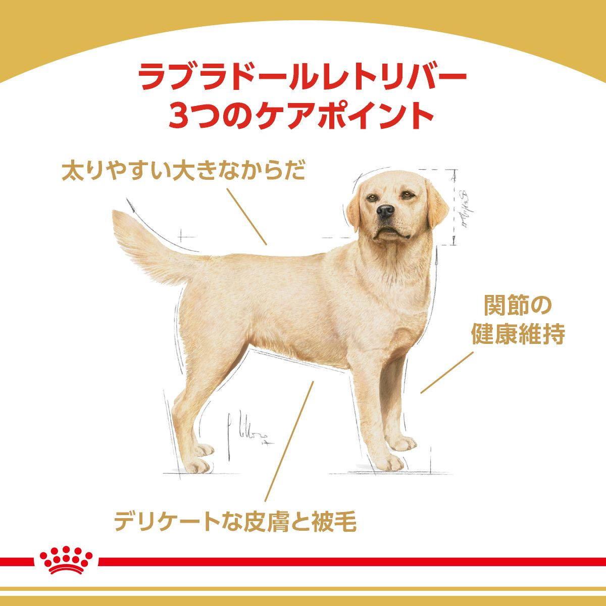 ラブラドールレトリバー（成犬～高齢犬用 ドライ） | Royal Canin JP