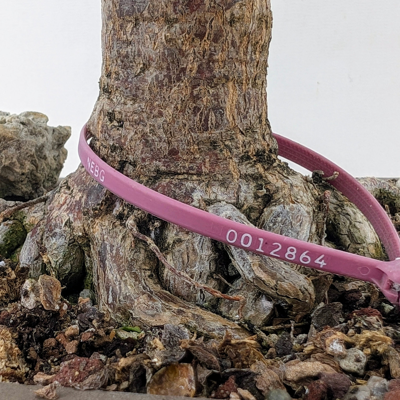 Mature Dwarf Jade 'Portulacaria afra' in a Ceramic Pot (No. 12864