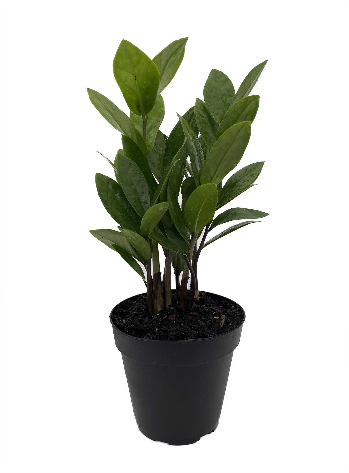 Rare ZZ Plant - Zamioculcas zamiifolia - 4