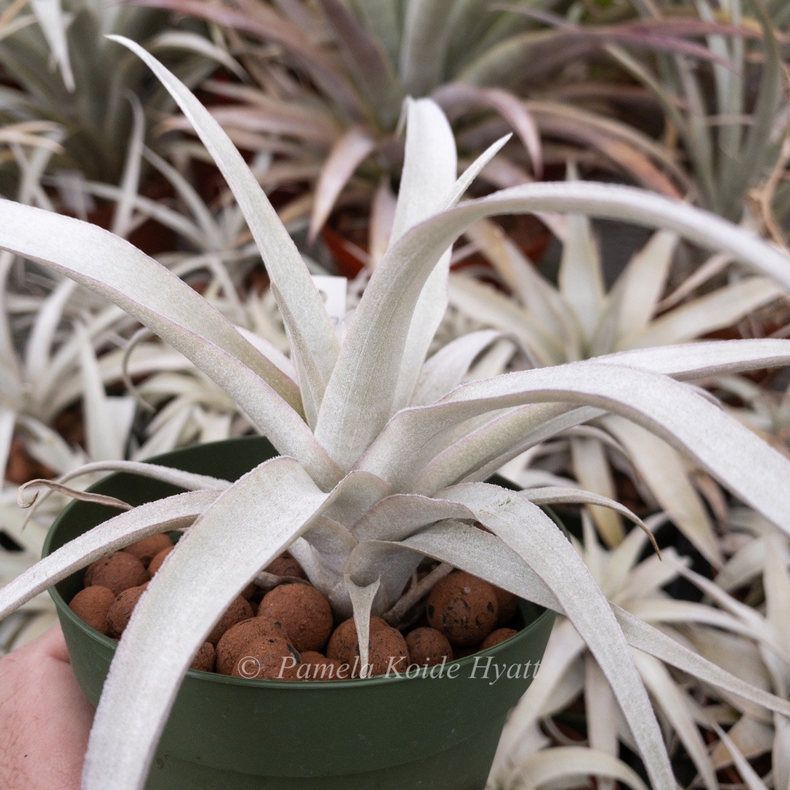 Tillandsia mima v. mima - Bird Rock Tropicals