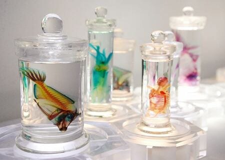 骨は美しいね「透明標本」展【東広島市】 | 中国新聞デジタル