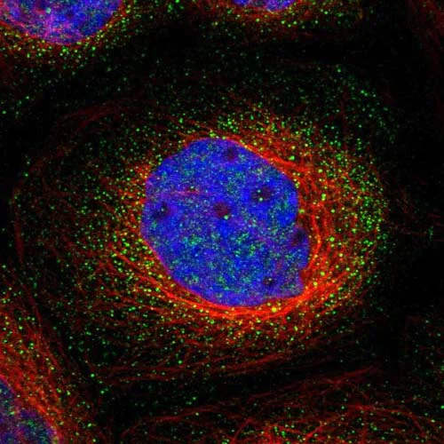 Anti-PTP zeta/ Phosphacan antibody (ab126497) | Abcam