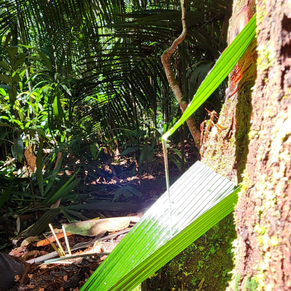 定期便】プレミアム コパイバ マリマリ 20ml｜コパイバ公式オンライン